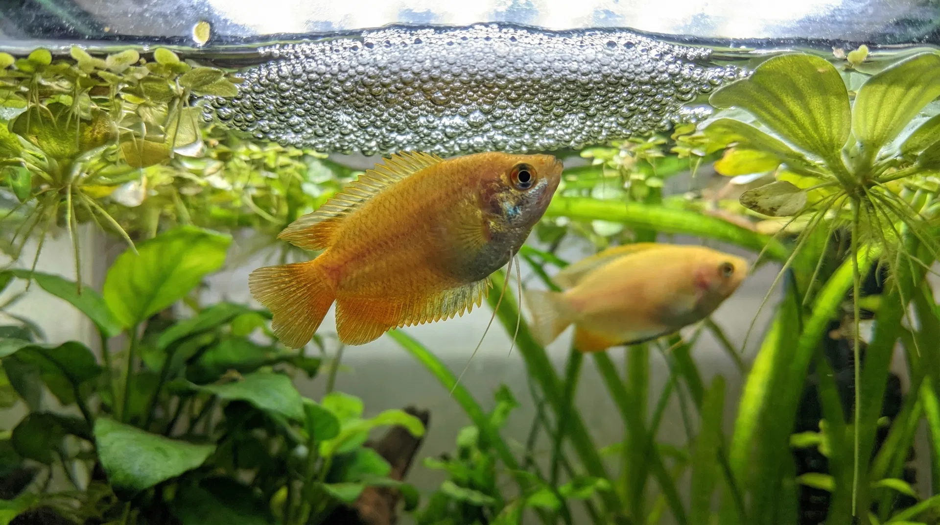 Männlicher Honig-Gurami baut Schaumnest an der Wasseroberfläche zwischen Schwimmpflanzen