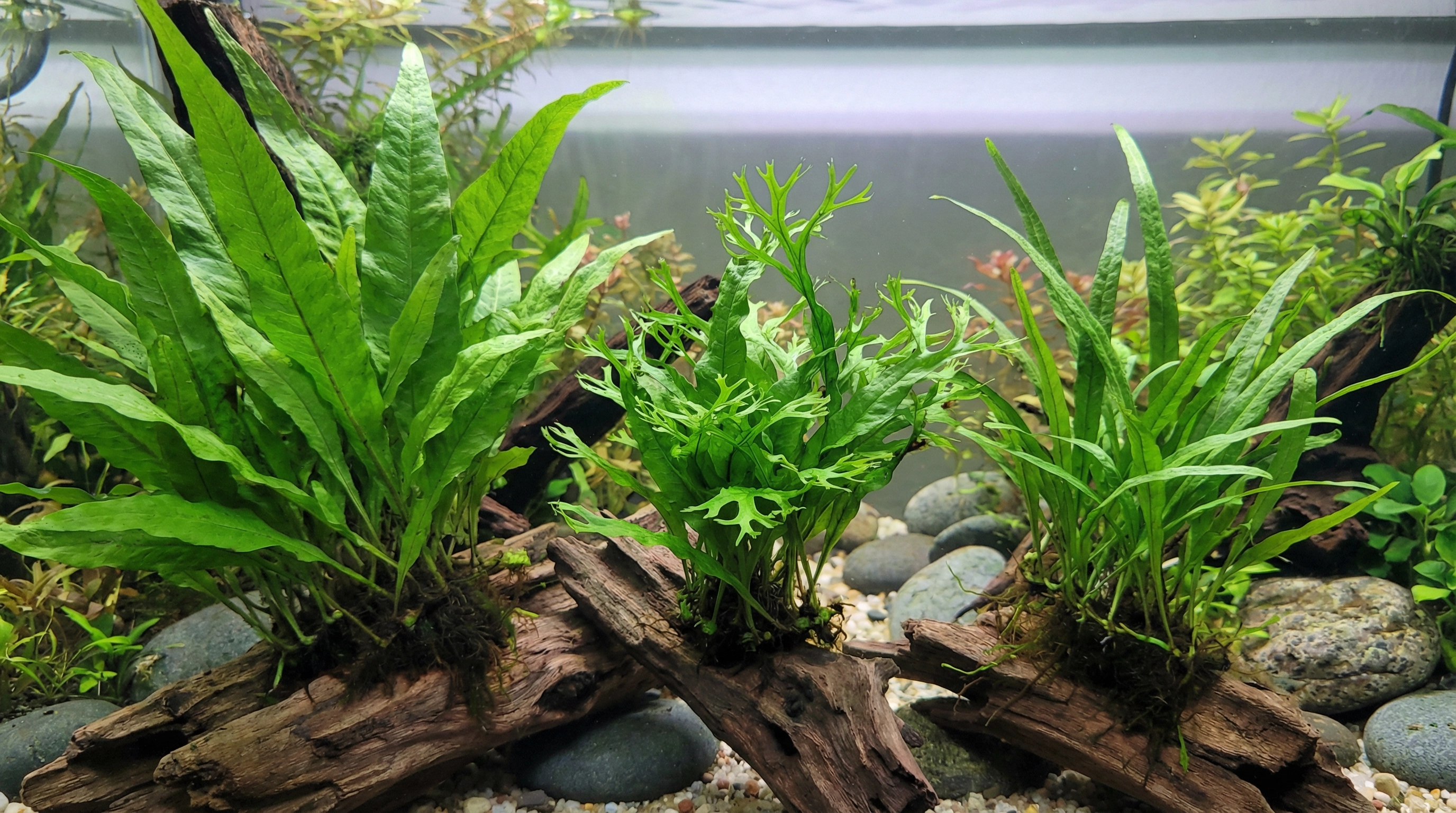 Javafarn Sorten – Standard, Windelov und Narrow Leaf im Vergleich