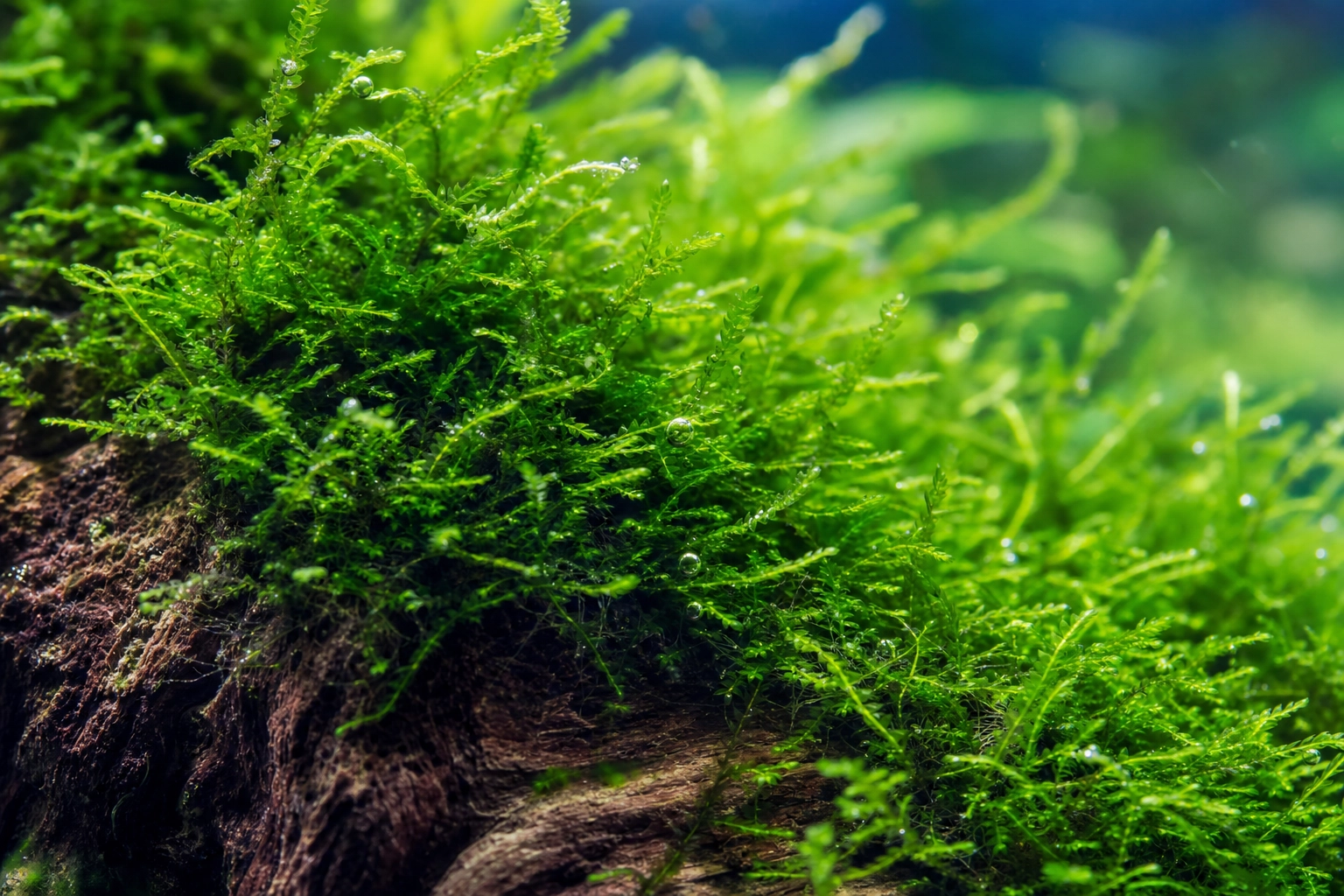 Javamoos  Pflege, Moos-Wand, Moos-Baum & Garnelen-Versteck | Aquarium  Wissen