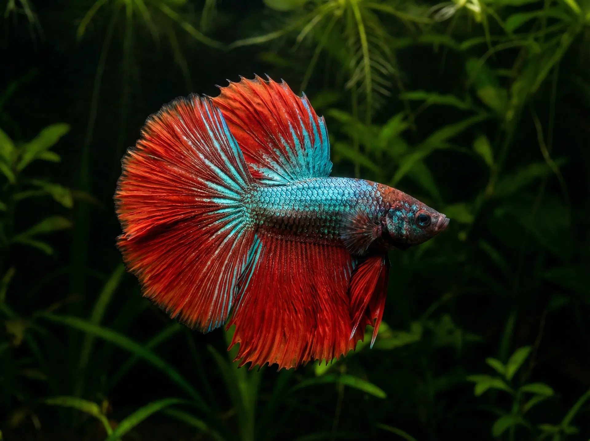 Kampffisch / Siamesischer Kampffisch (Betta splendens)