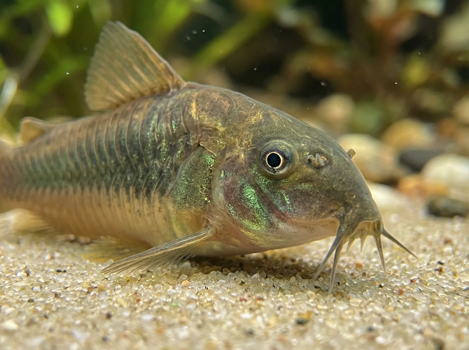 Metallpanzerwels (Corydoras aeneus)