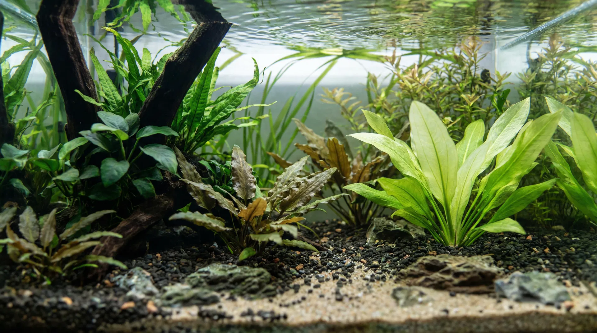 Mittelgrundpflanzen im Aquarium: Cryptocoryne, Anubias, Javafarn und Echinodorus auf Wurzeln