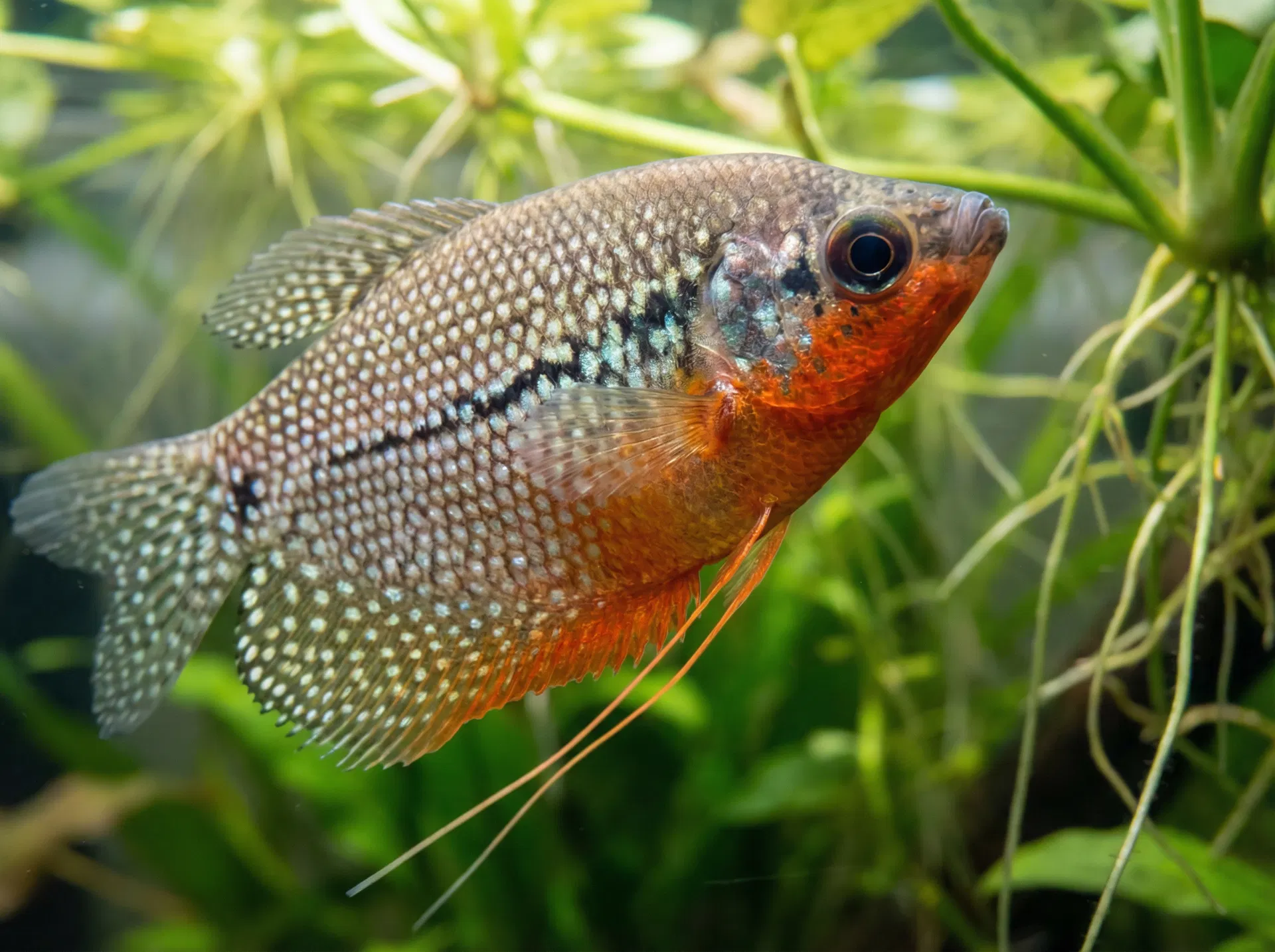 Mosaikfadenfisch (Trichopodus leerii)