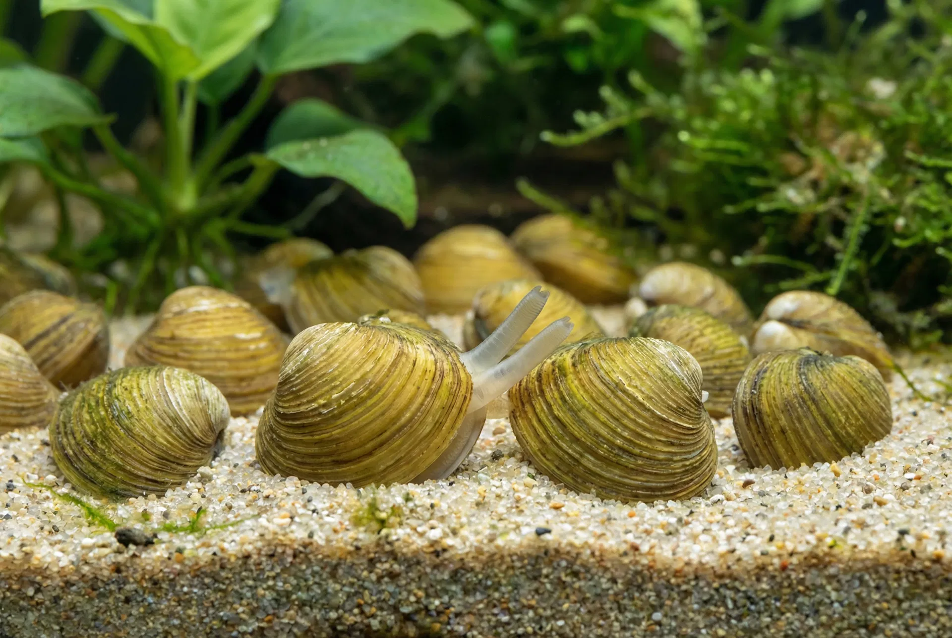 Körbchenmuscheln (Corbicula) mit gerippten gelblich-grünen Schalen im Sandbodengrund, eine mit sichtbarem Sipho