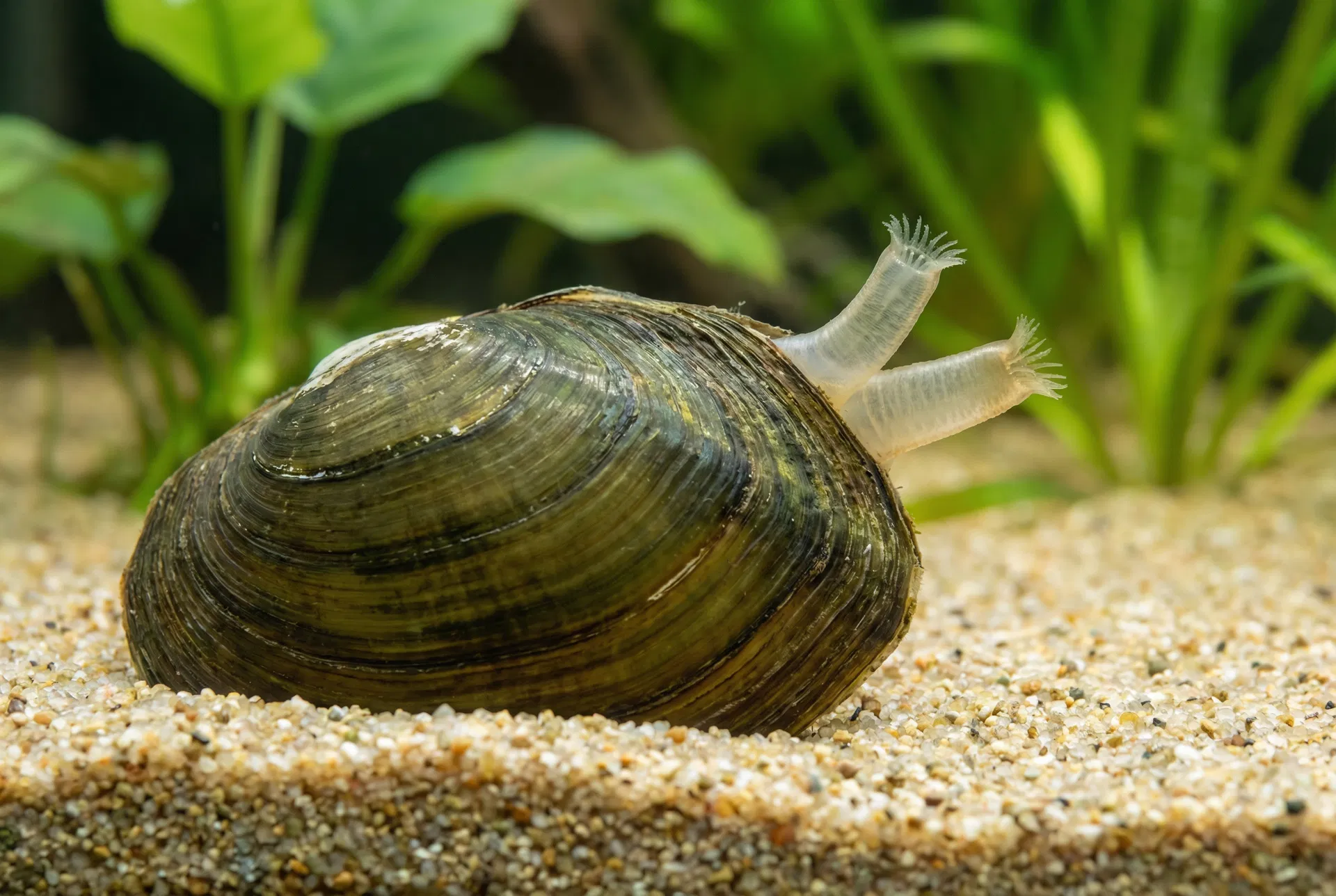 Teichmuschel (Anodonta) mit dunkeloliv-brauner ovaler Schale im Sand, Siphorohre ausgestreckt