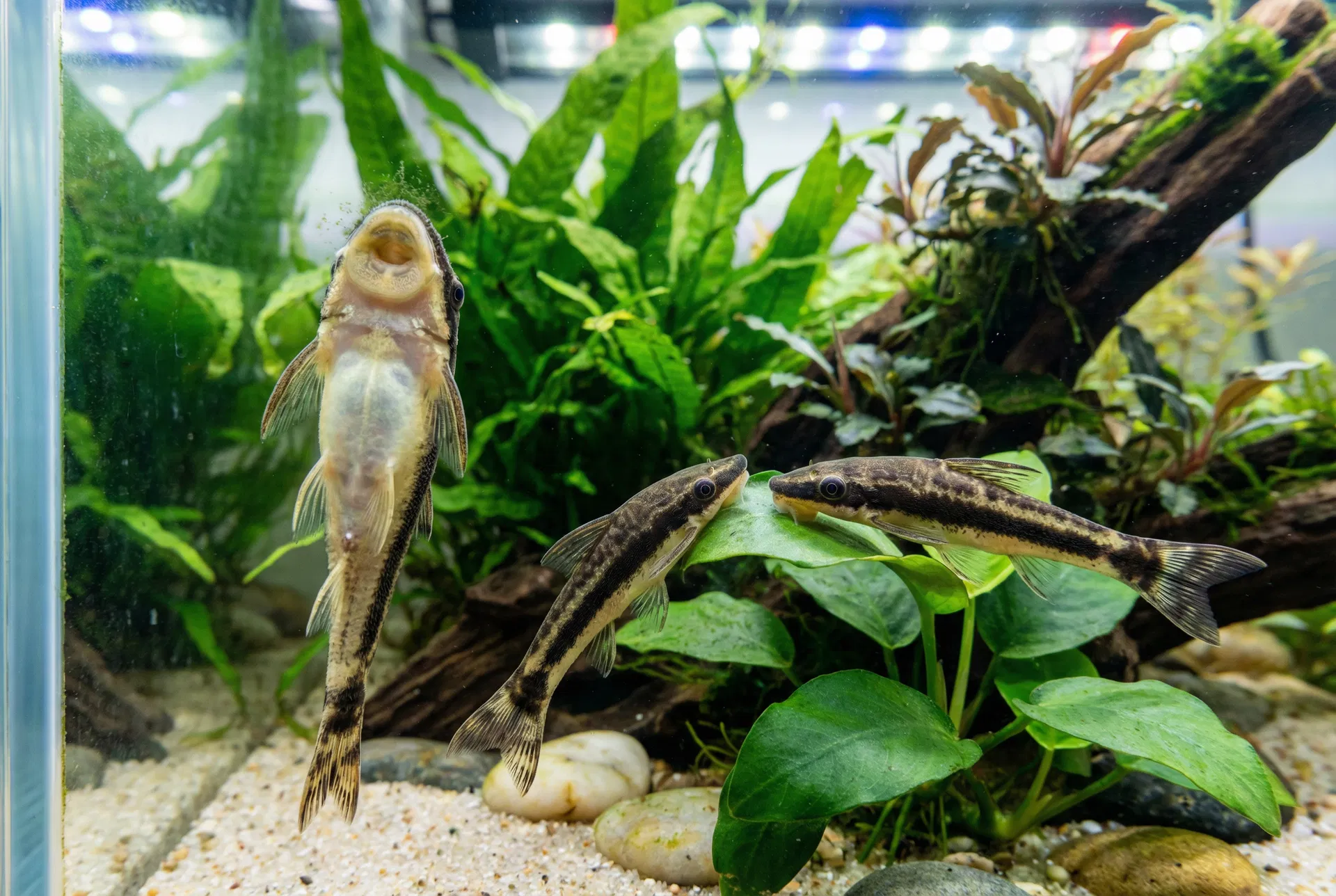 Otocinclus beim Abweiden von Algen an der Aquarienscheibe und auf Anubias-Blättern