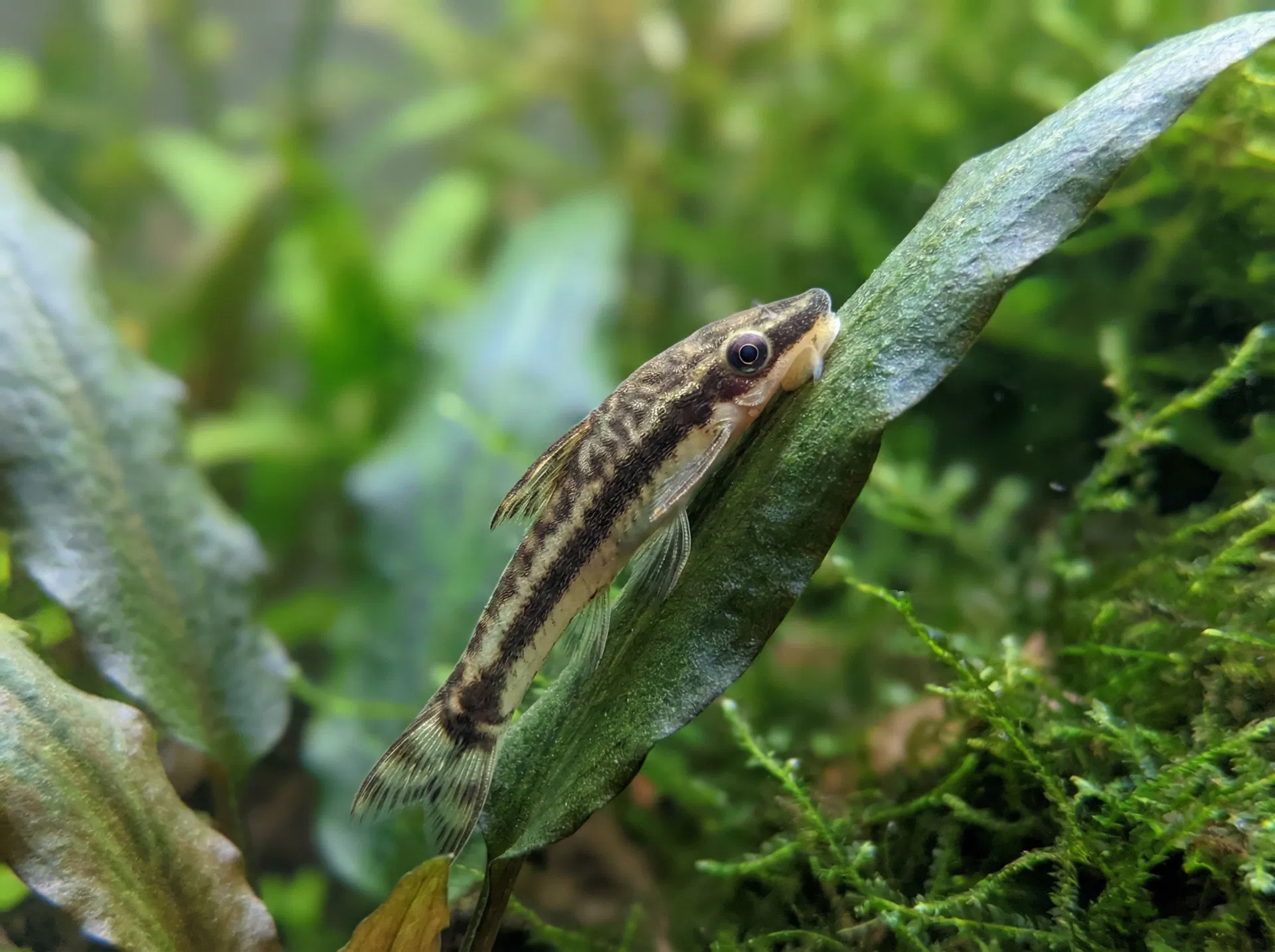 Otocinclus / Ohrgitter-Harnischwels (Otocinclus affinis)