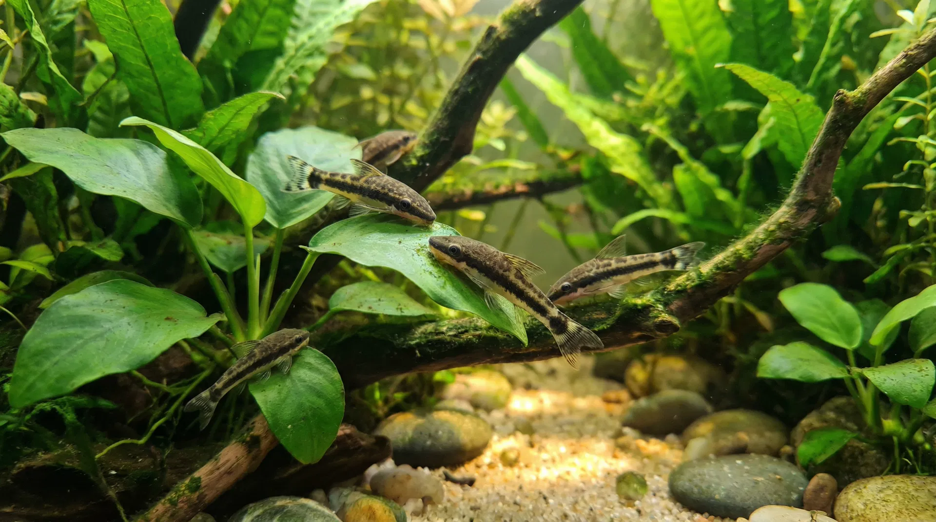 Gruppe Otocinclus (Ohrgitter-Harnischwelse) in einem bepflanzten Aquarium auf Anubias-Blättern und Treibholz