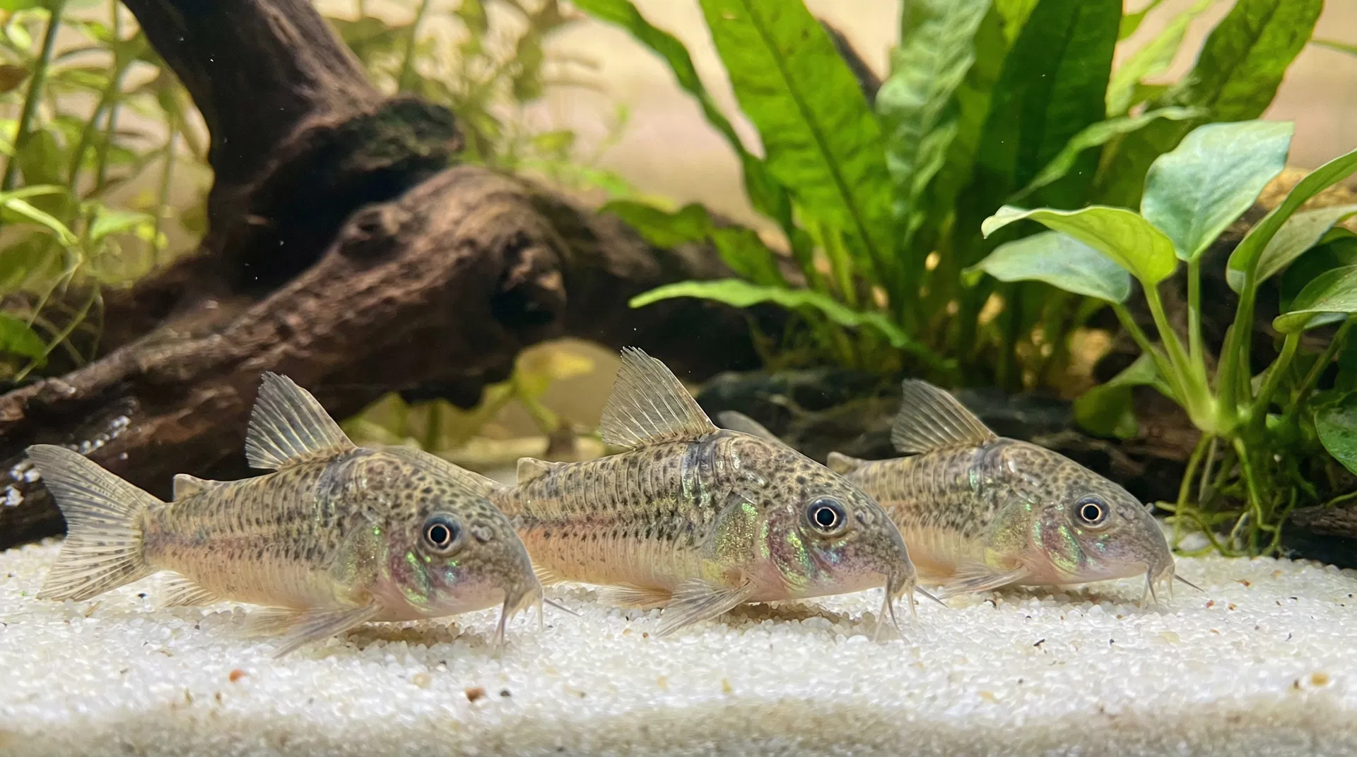 Gruppe von drei Panzerwelsen (Corydoras paleatus) auf weißem Sand in einem bepflanzten Aquarium