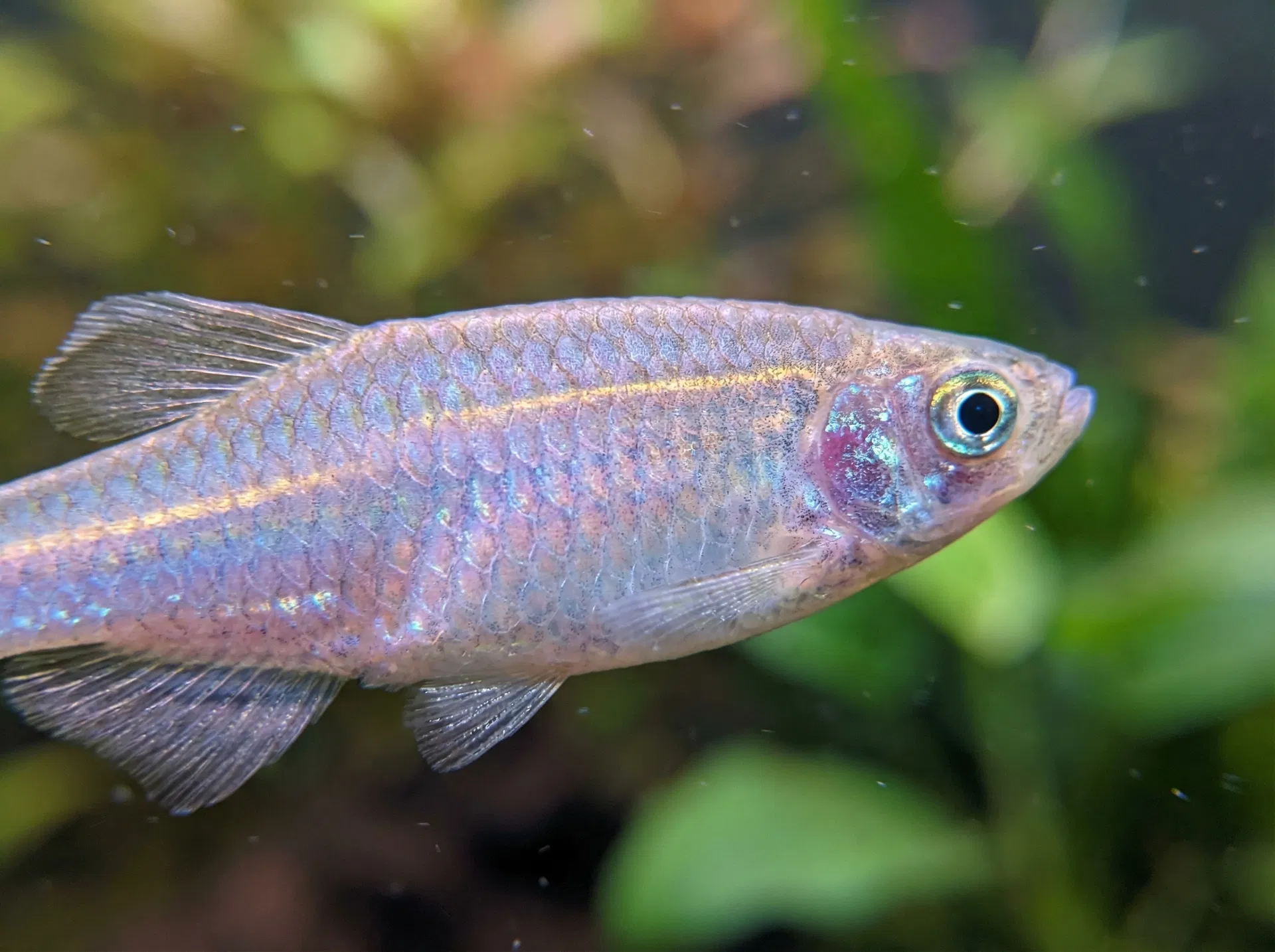 Perlhuhnbärbling (Danio albolineatus)