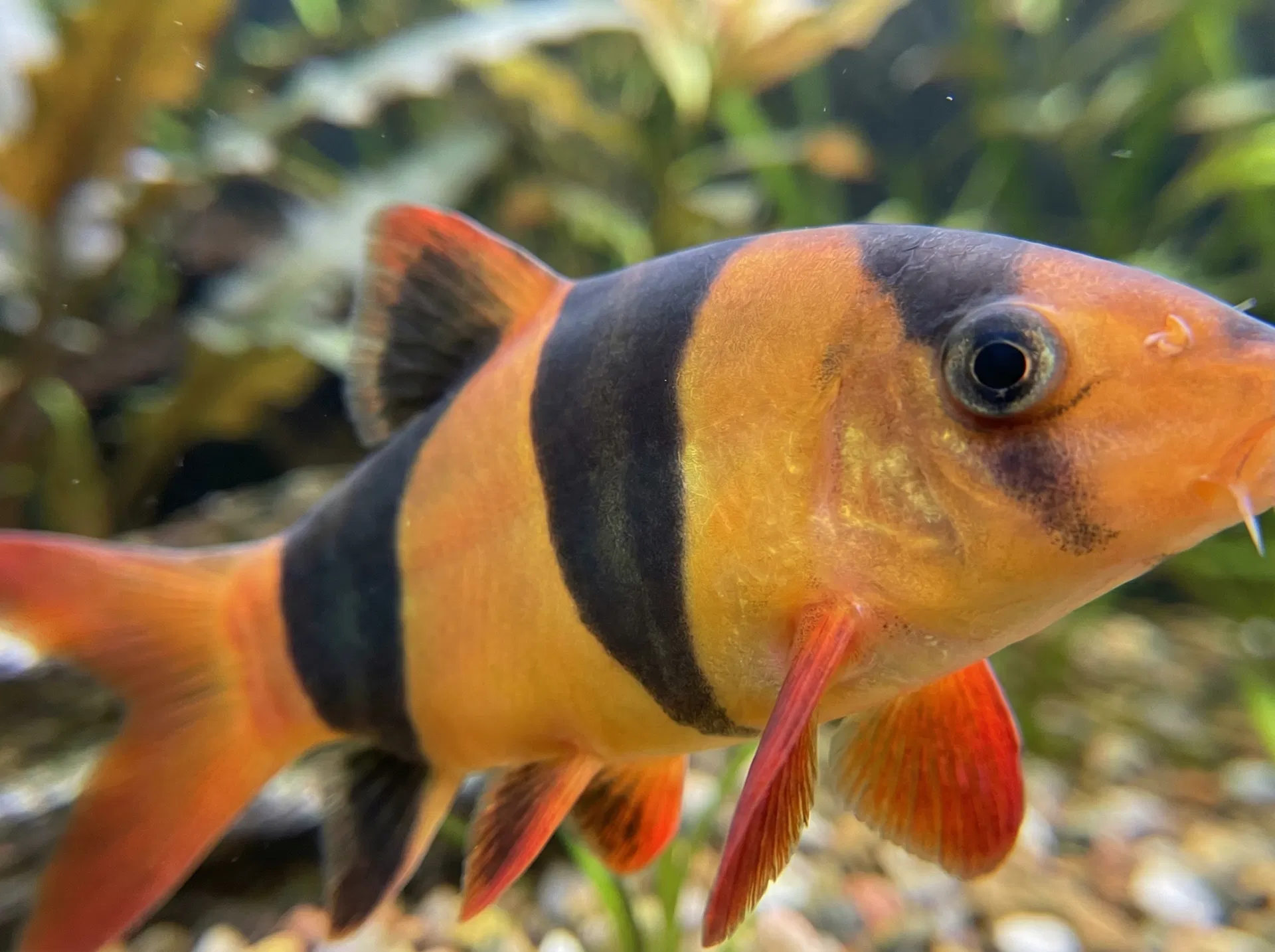 Prachtschmerle (Chromobotia macracanthus)