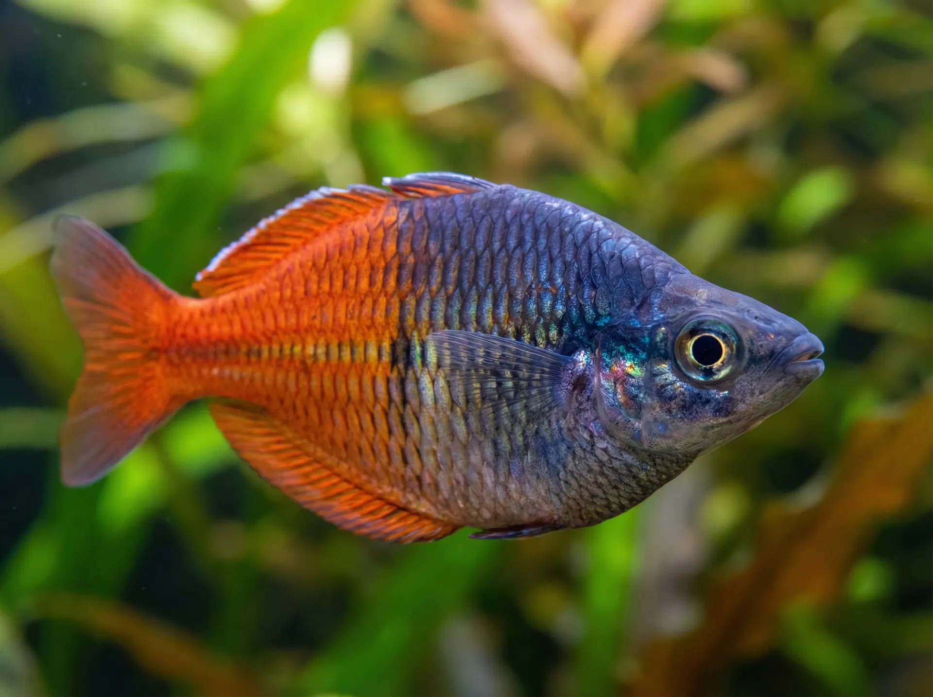 Regenbogenfisch (Melanotaenia boesemani)