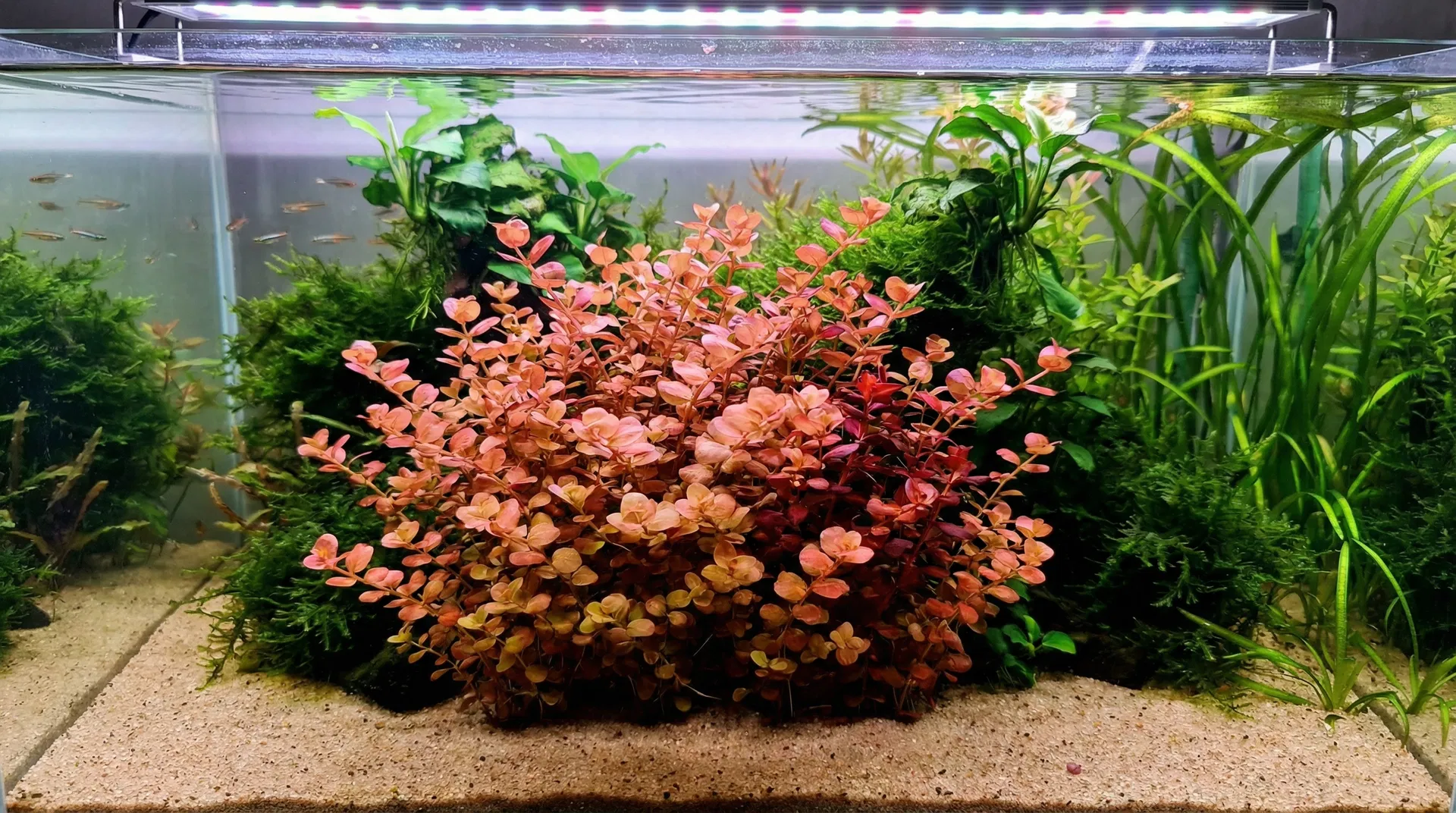 Rotala