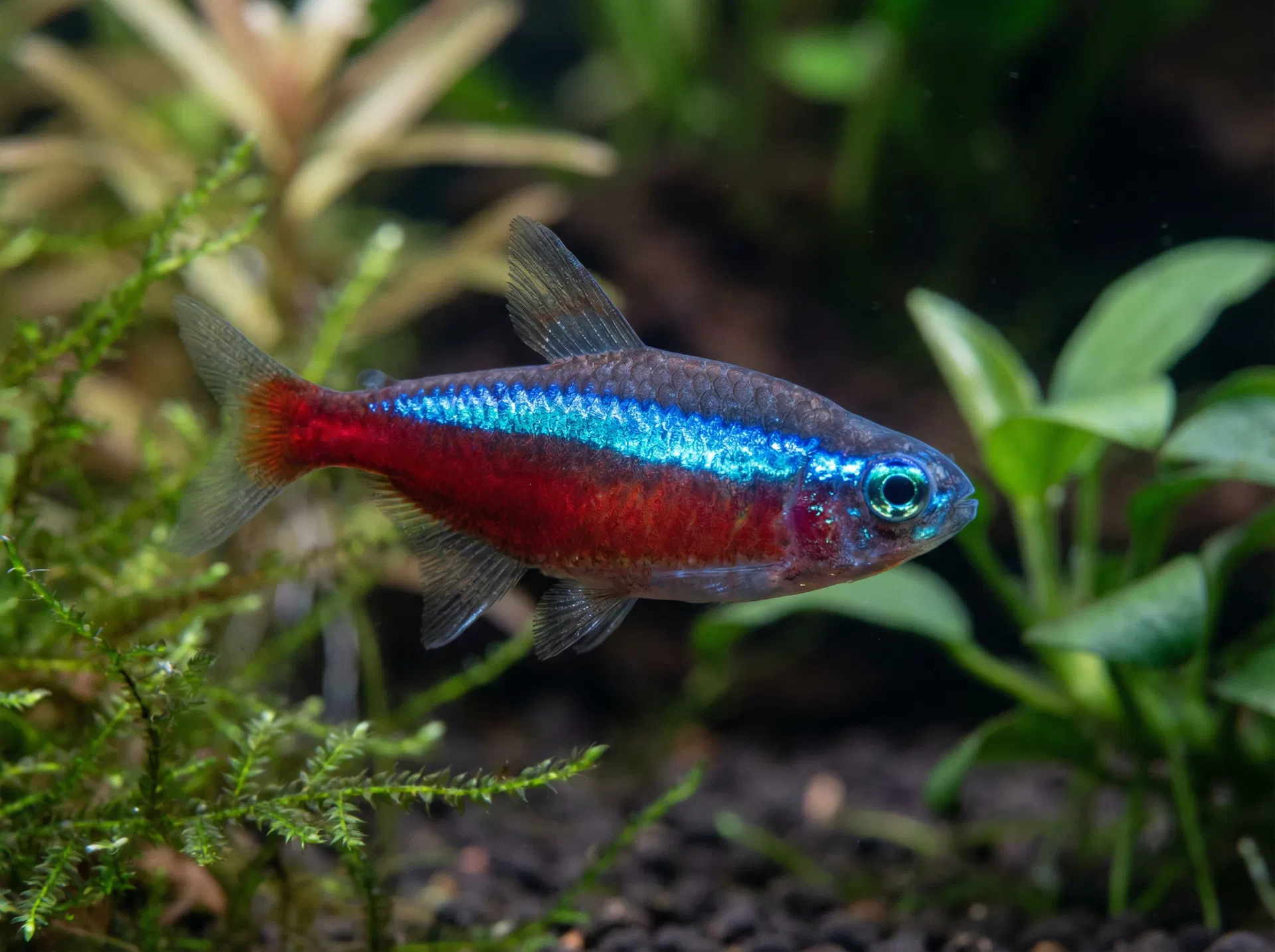 Roter Neon / Kardinalfisch (Paracheirodon axelrodi)