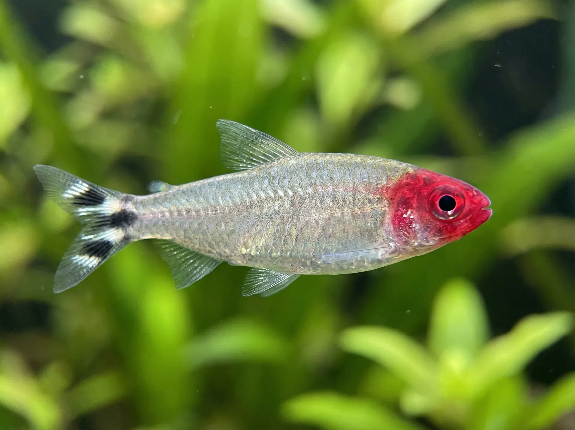 Rotkopfsalmler (Hemigrammus rhodostomus)