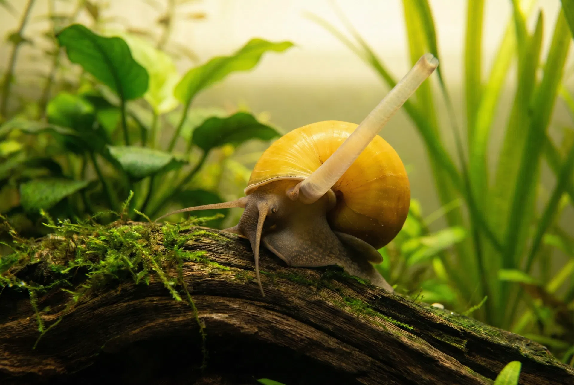 Goldgelbe Apfelschnecke (Pomacea bridgesii) mit ausgestrecktem Atemsiphon auf Treibholz