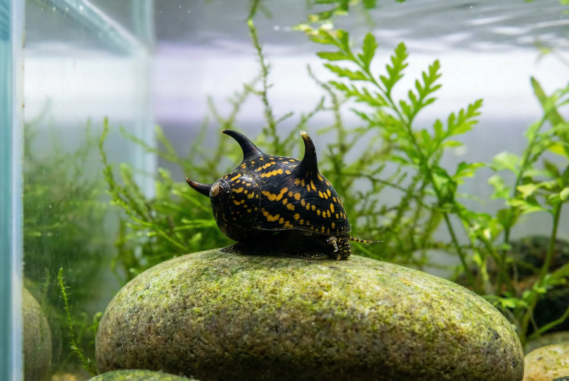 Geweihschnecke (Clithon corona) mit schwarzem Gehäuse, orangefarbenen Punkten und markanten Hörnern auf einem Stein