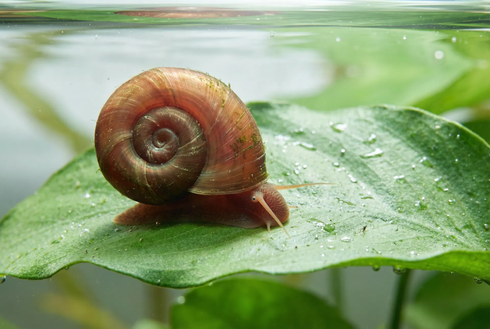 Posthornschnecke (Planorbarius corneus) mit flachem spiralförmigem Gehäuse auf Aquarienpflanze