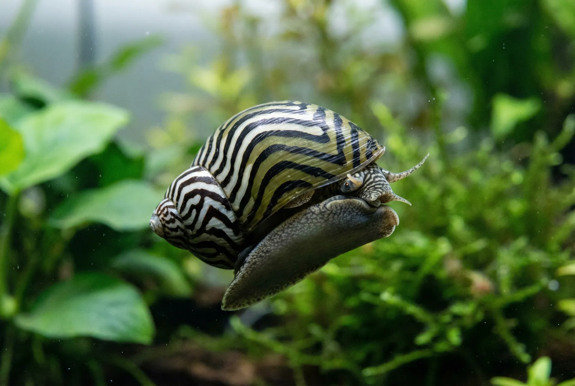 Rennschnecke (Neritina) mit schwarz-weißem Zebramuster klettert an der Aquariumscheibe