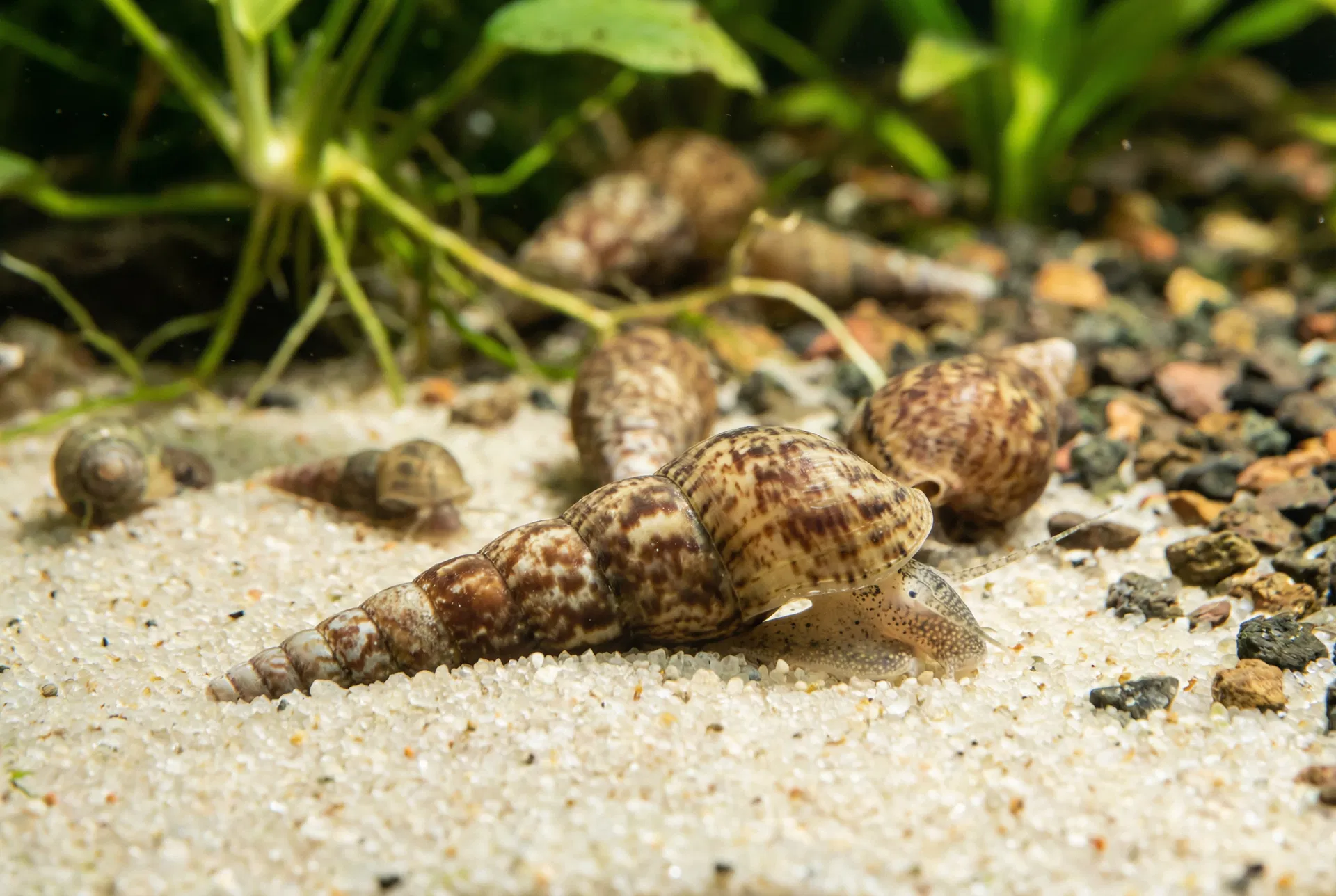 Turmdeckelschnecken (Melanoides tuberculata) mit turmförmigen Gehäusen im Sandbodengrund