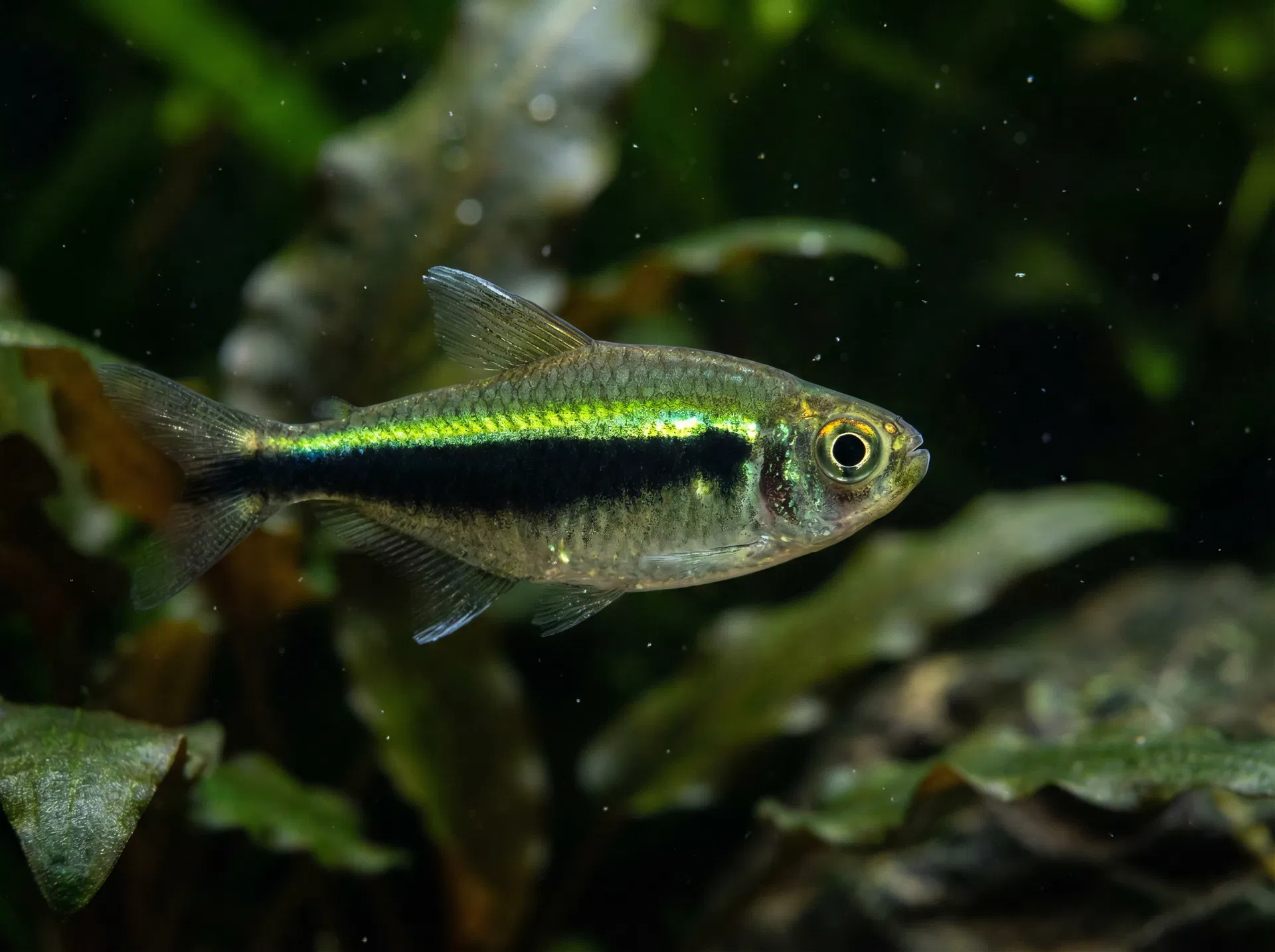 Schwarzer Neon (Hyphessobrycon herbertaxelrodi)