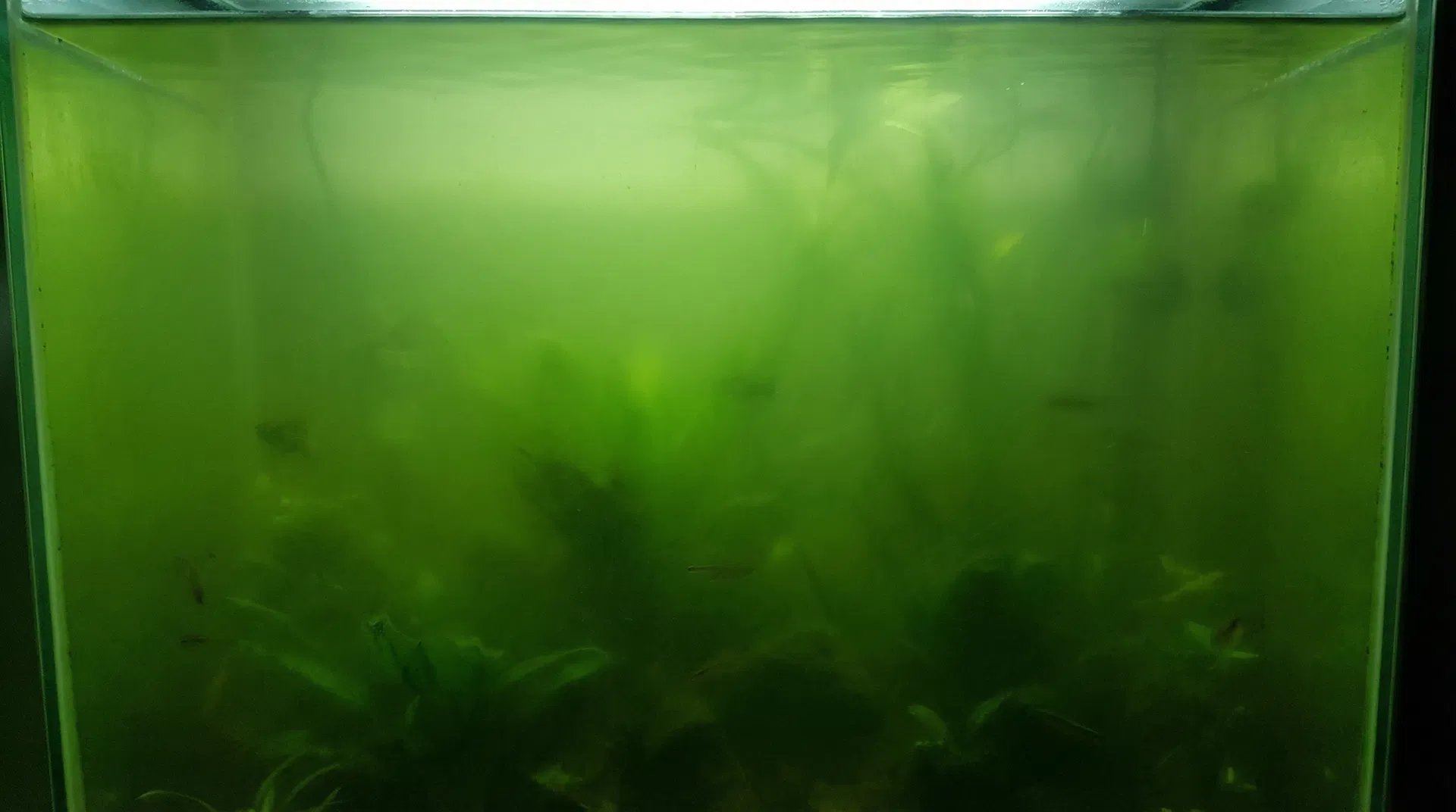 Schwebealgen im Aquarium – grünes, trübes Wasser durch mikroskopische Algen