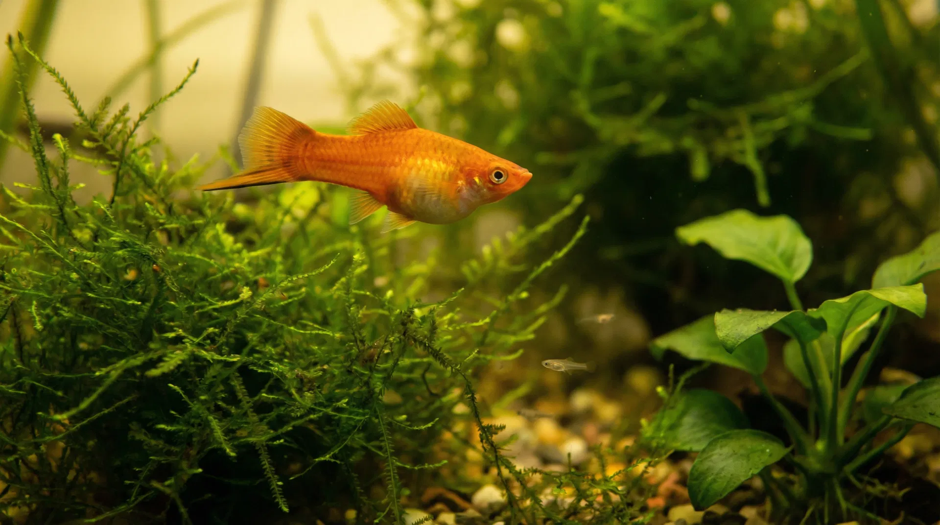 Trächtiges Schwertträger-Weibchen mit Jungtieren im Zuchtbecken