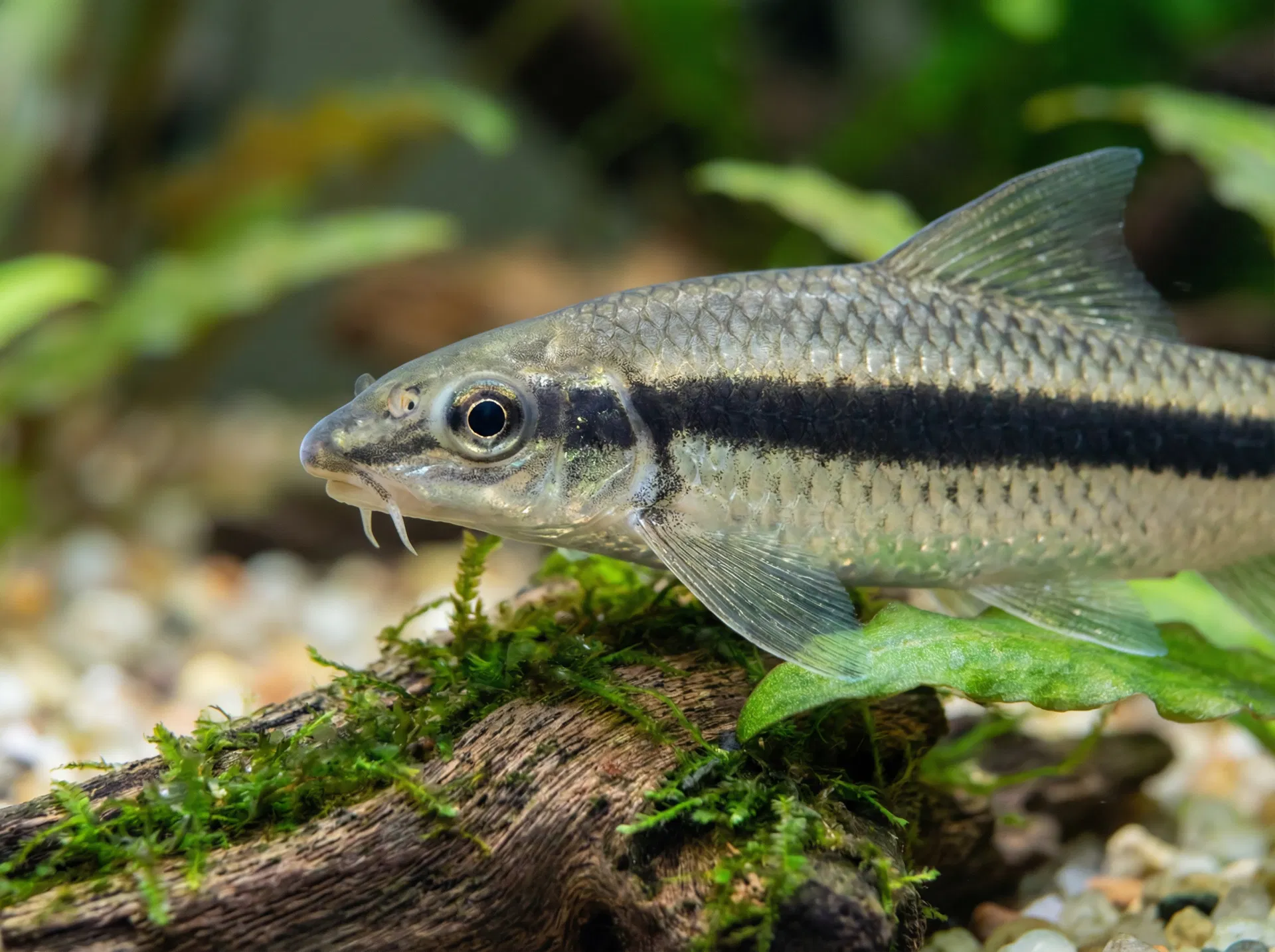 Siamesische Saugschmerle (Crossocheilus oblongus)