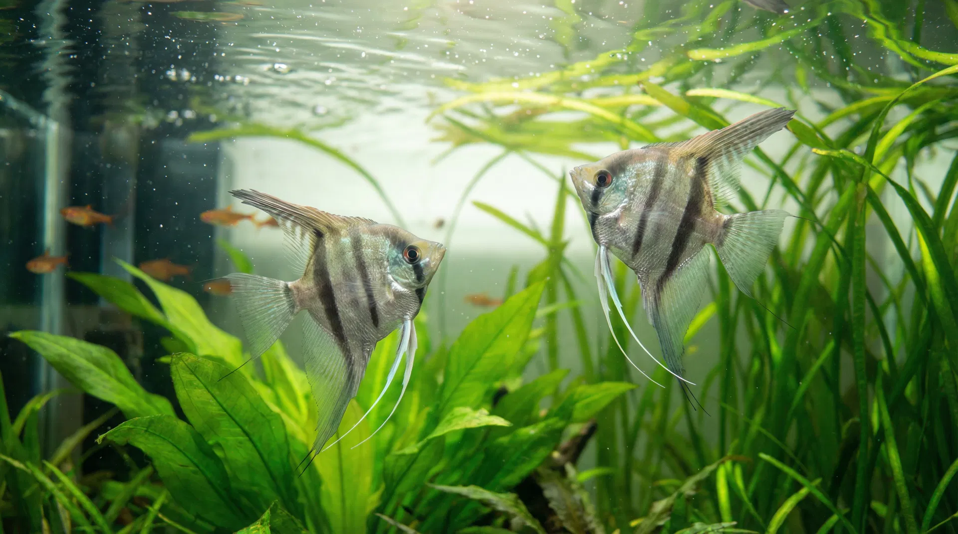 Zwei Skalare (Pterophyllum scalare) schwimmen in einem üppig bepflanzten Aquarium