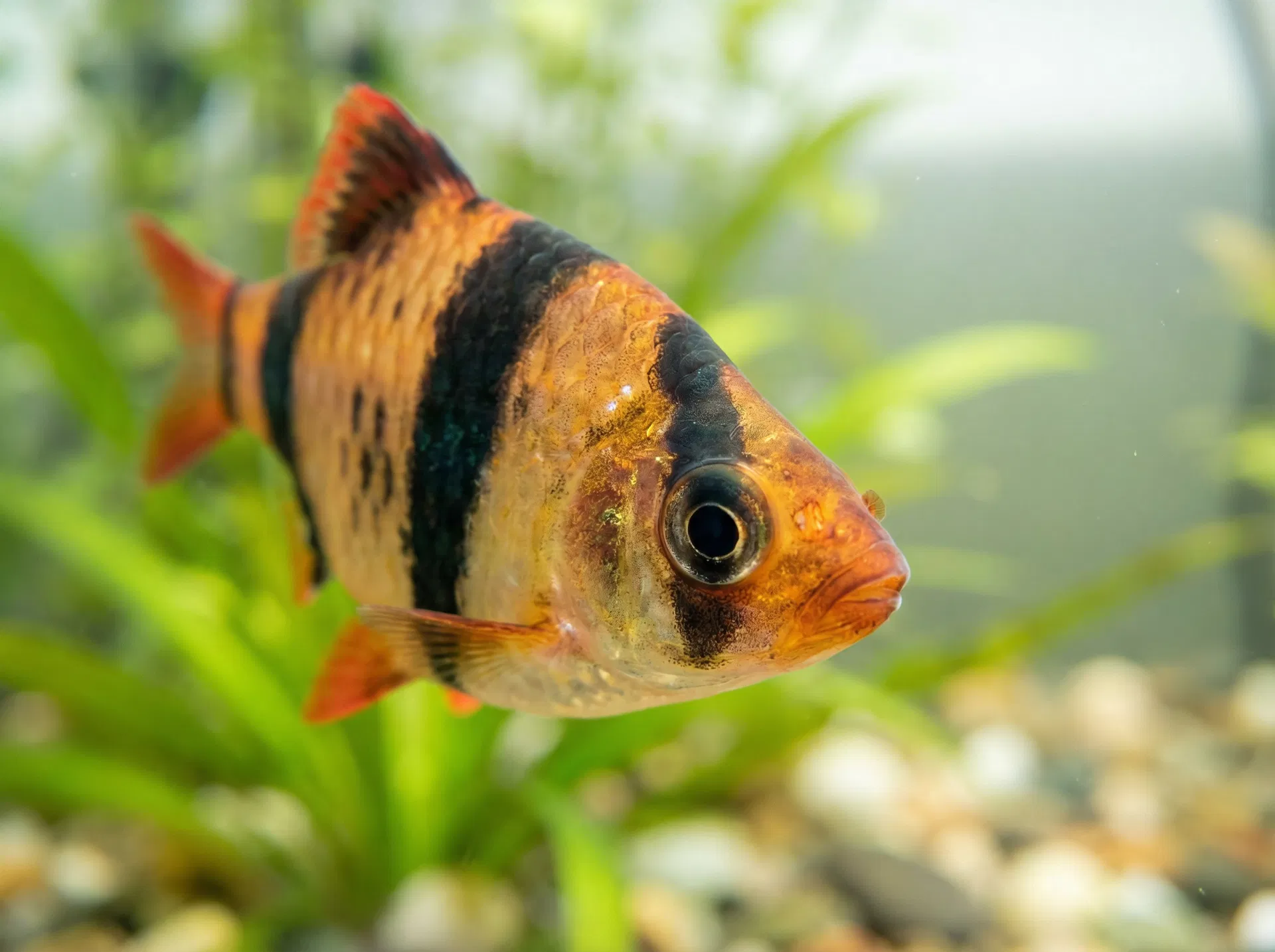 Sumatrabarbe (Puntigrus tetrazona)