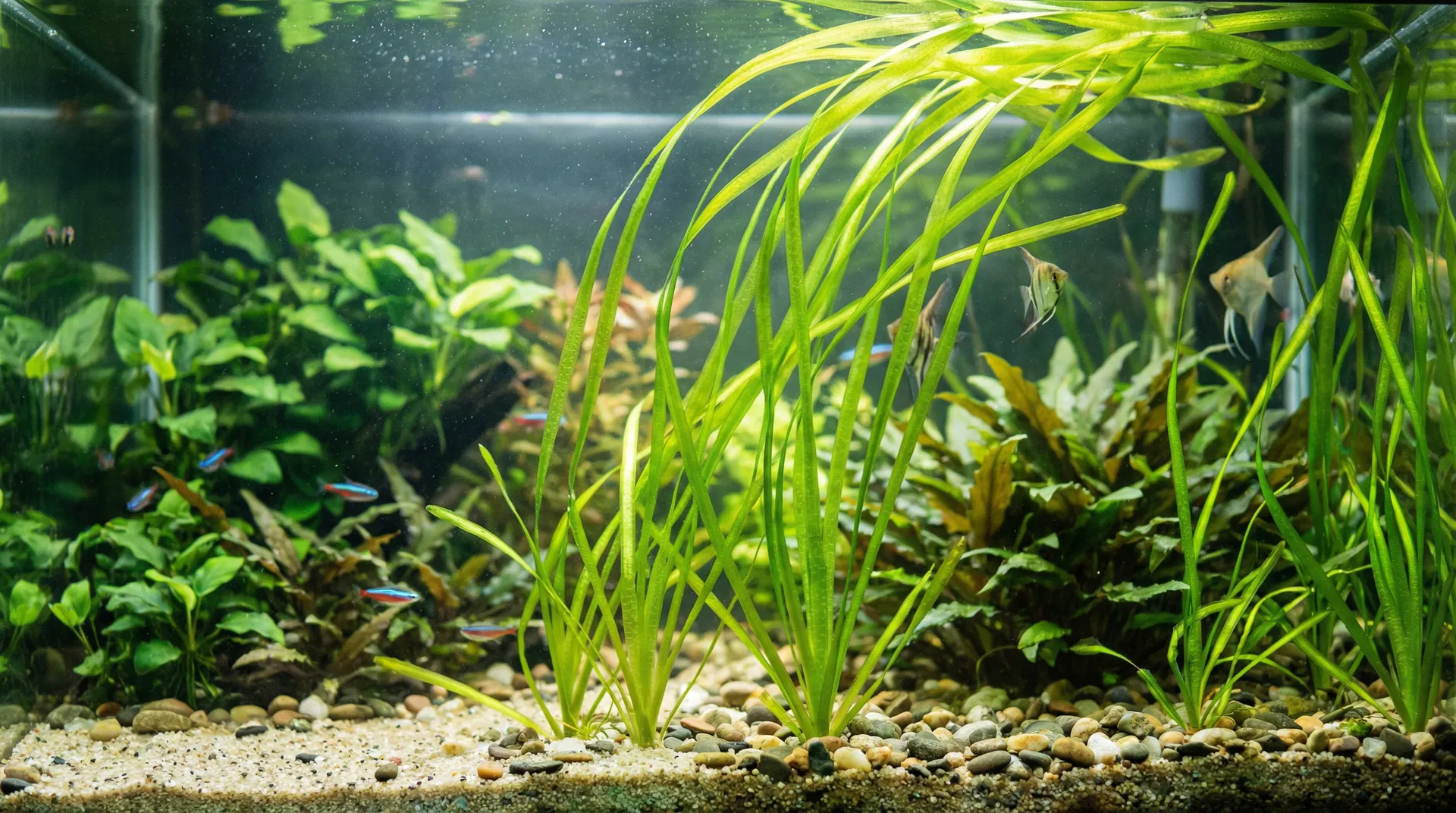 Vallisneria