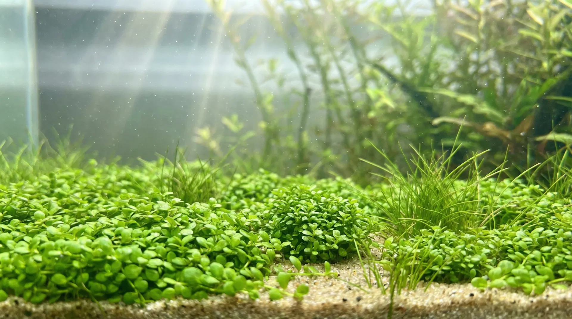 Vordergrundpflanzen im Aquarium: Glossostigma, HC Cuba und Nadelsimse als Bodendecker