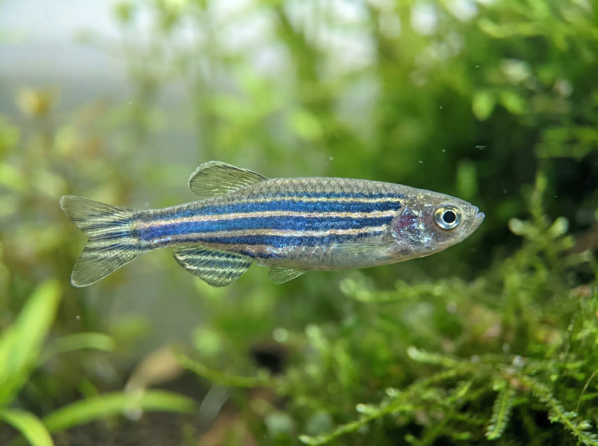 Zebrabärbling (Danio rerio)