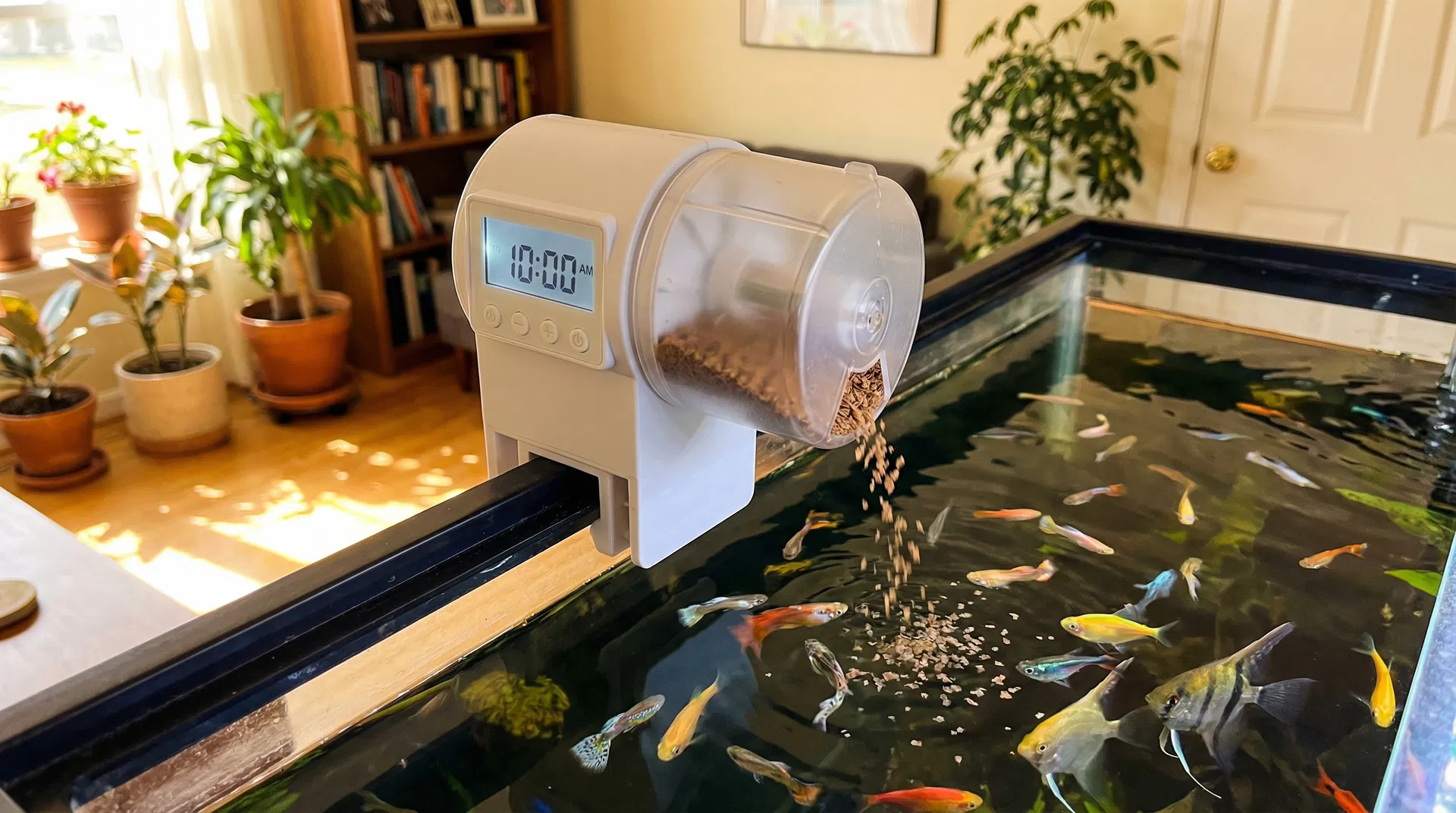 Automatischer Futterautomat mit Digitalanzeige auf Aquariumrand beim Füttern