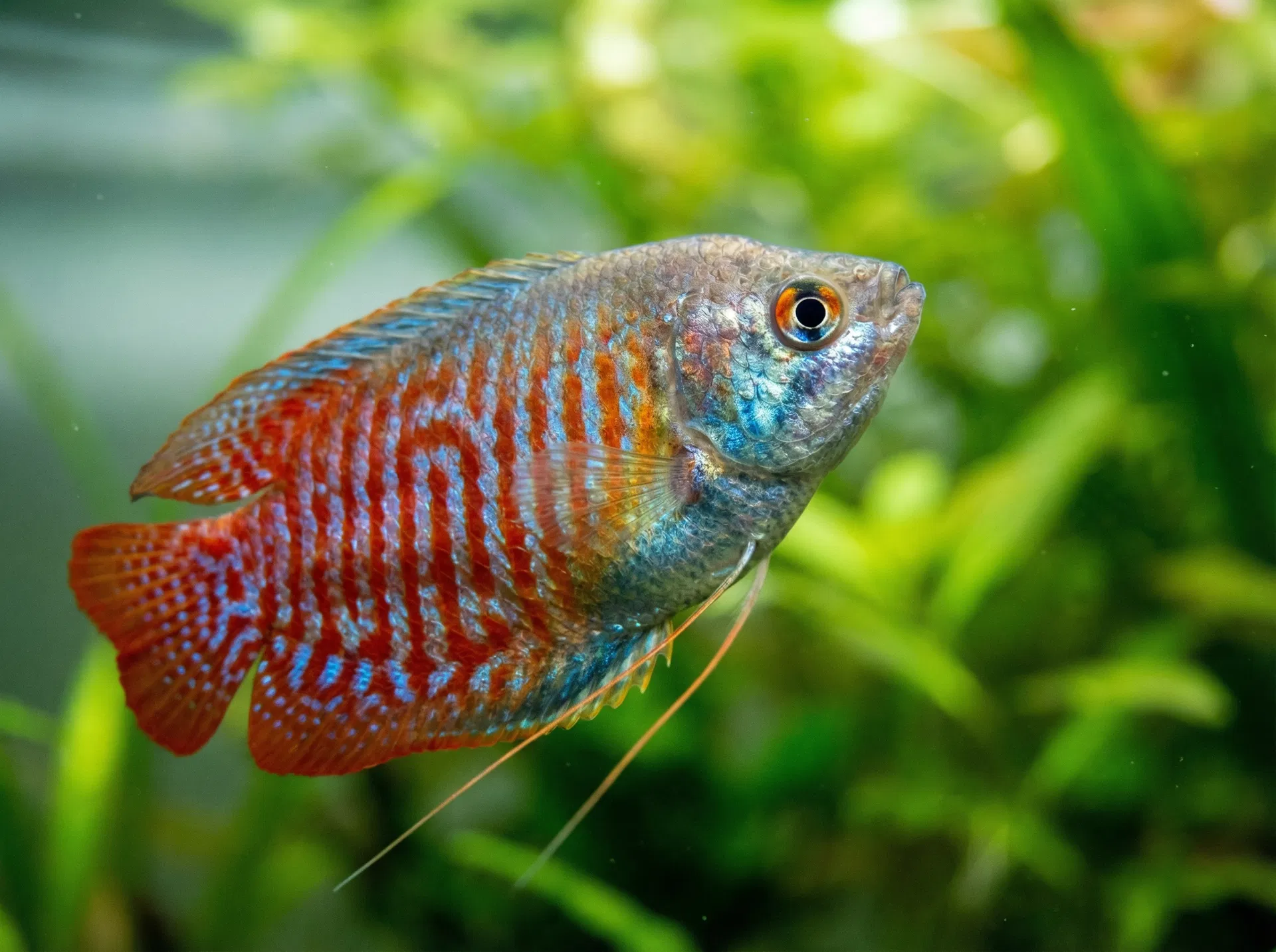 Zwergfadenfisch (Trichogaster lalius)