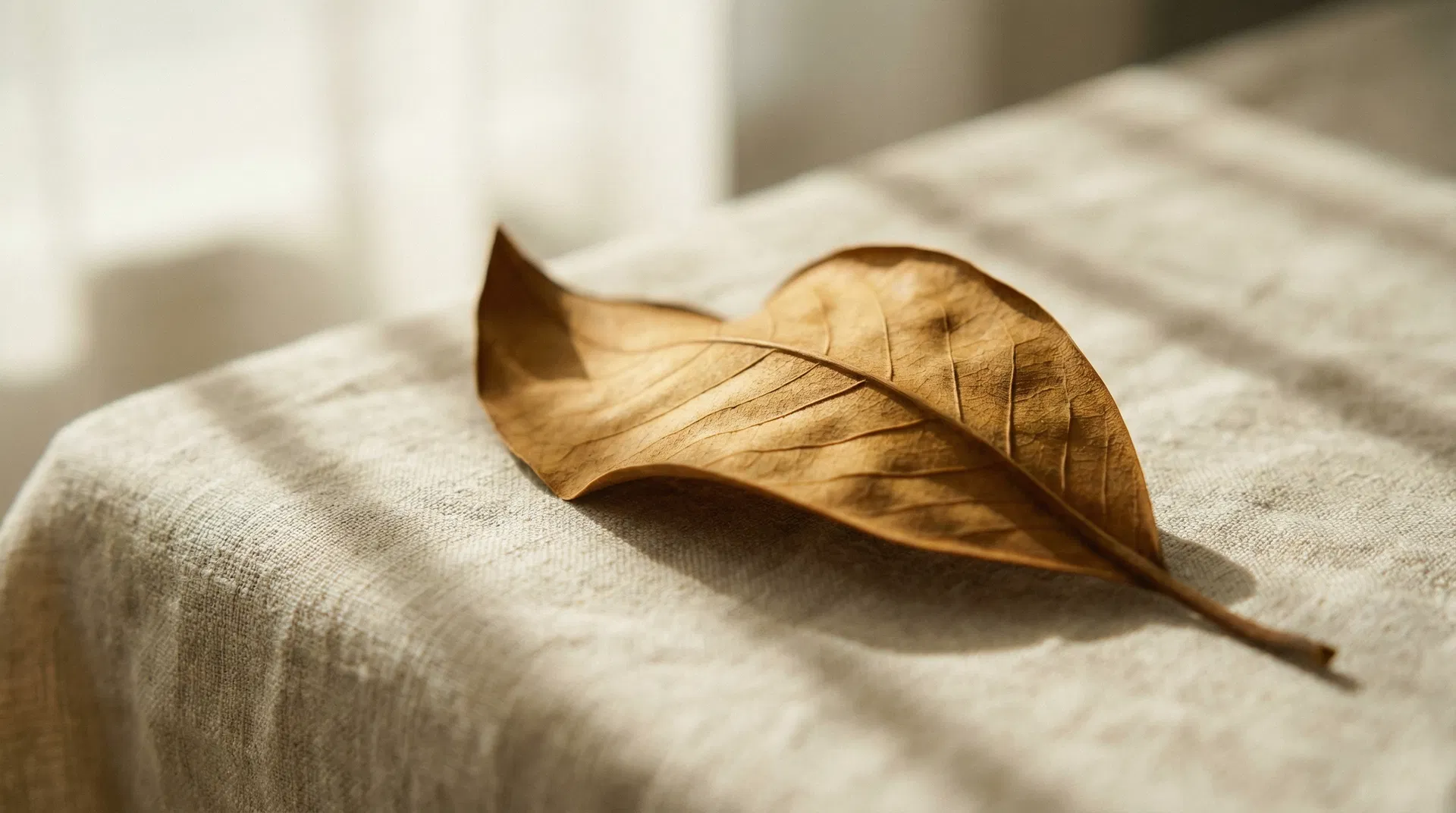 A dried magnolia leaf on linen — a symbol of impermanence