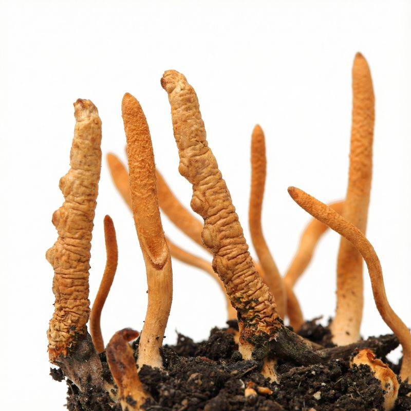 Cordyceps