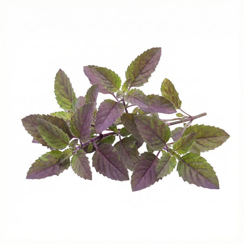 Holy Basil (Tulsi)
