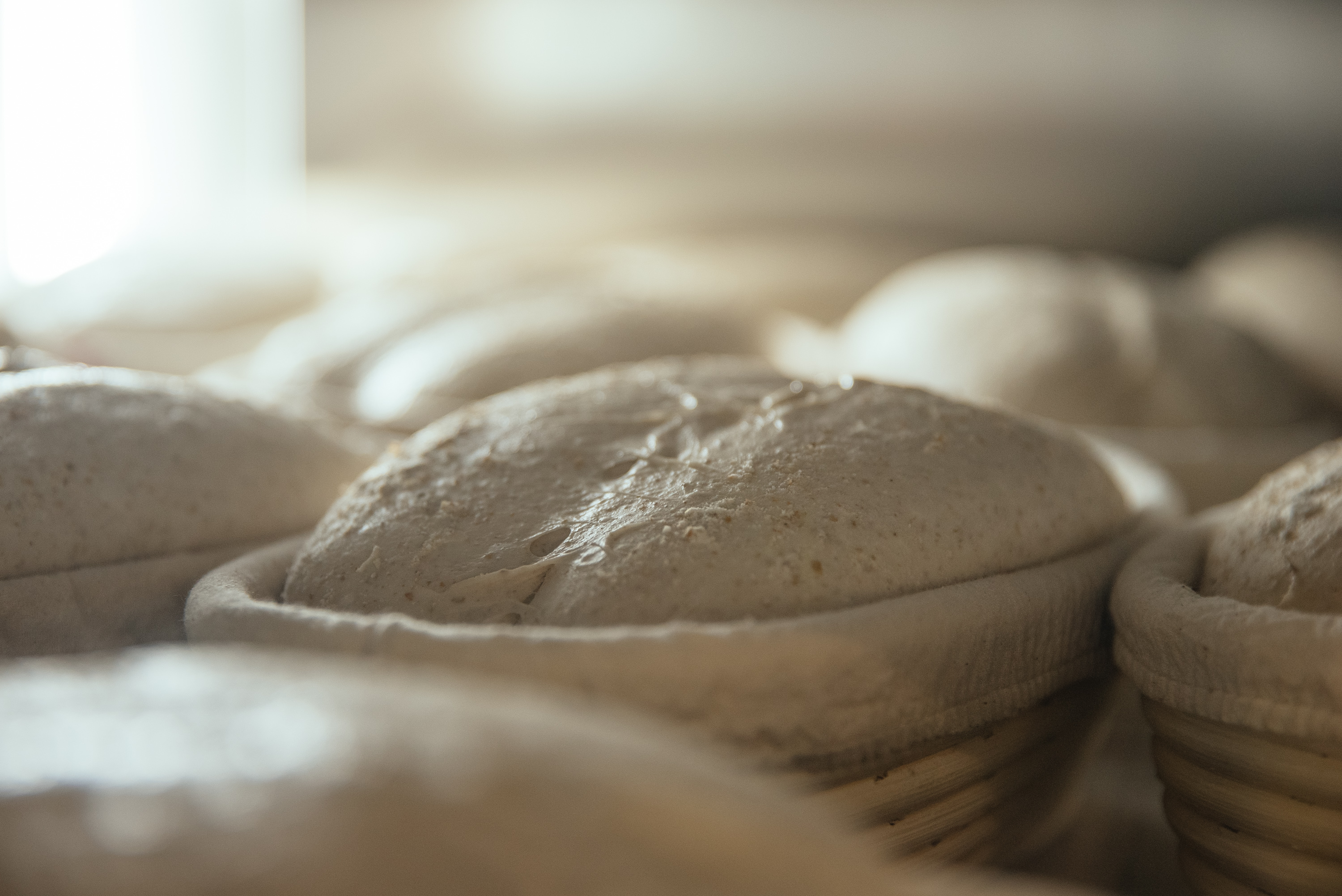 【古老小麥】法國胭脂波爾多小麥鄉村