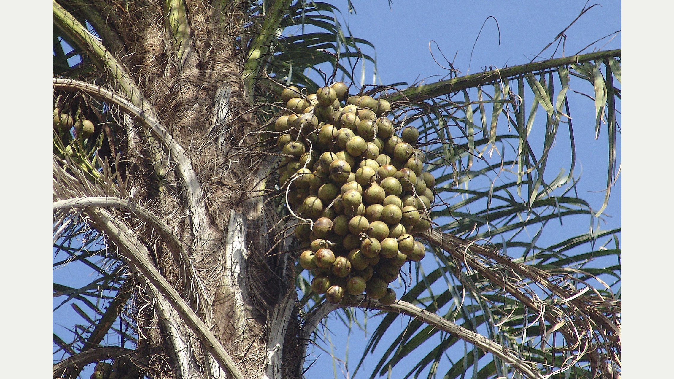 Frutos de macaúba, Acrocomia aculeata, em close sobre folhas verdes.