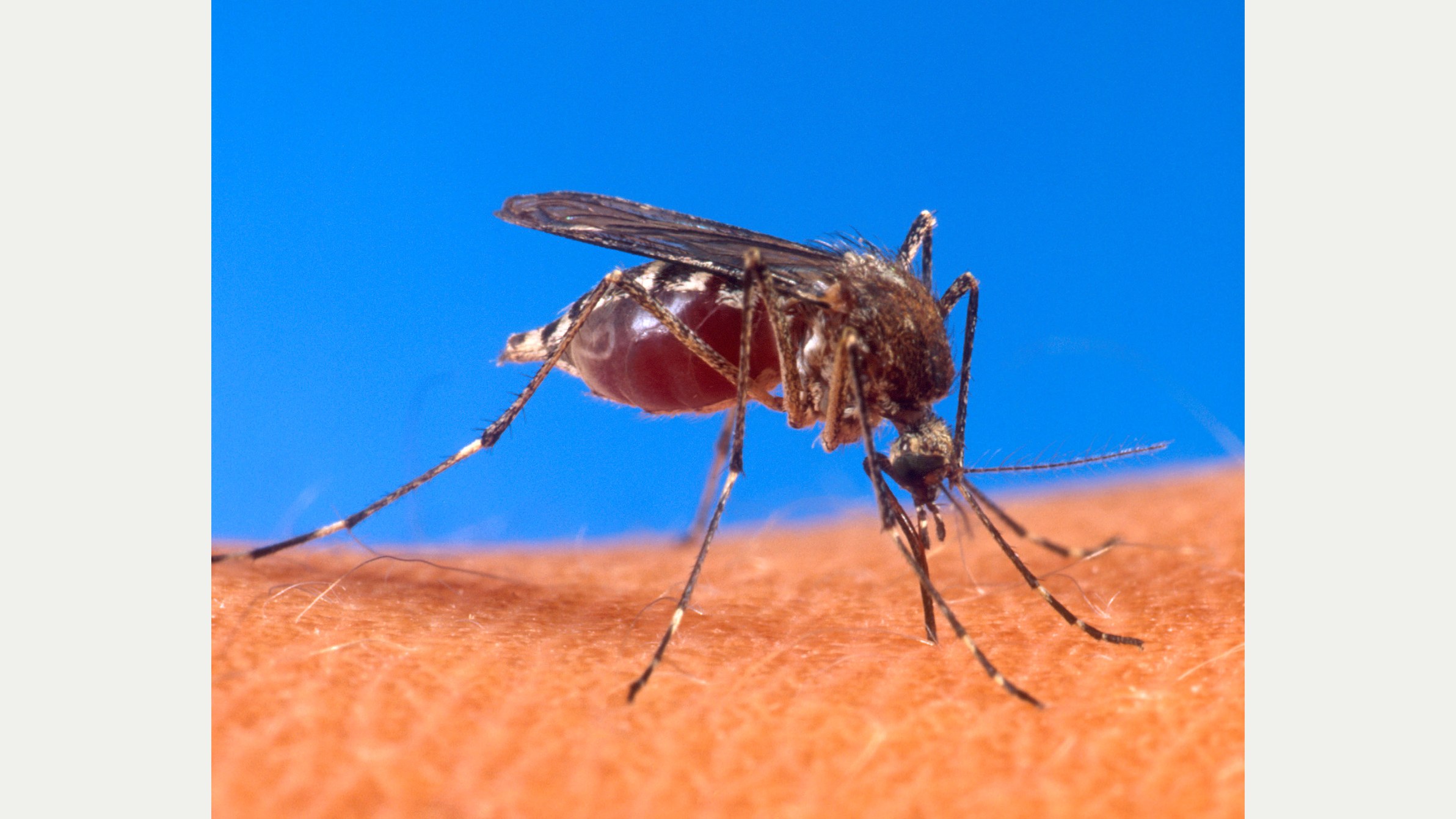 Mosquito sobre a pele humana, em fotografia contextual do acervo USDA