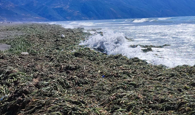 Samandağ sahili yürünemeyecek hale geldi!