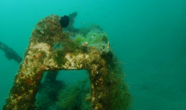 Müsilaj tehlikesi Mersin sahillerinde!