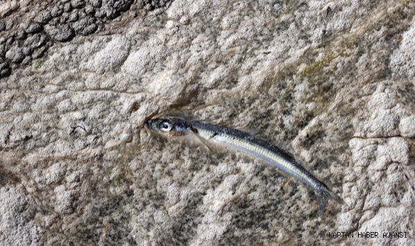 Müsilaj dibe çöktü: Numune alınan istavritlerin tamamı hasta!