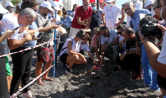 Uydu takip cihazı takılan 2 caretta caretta denize bırakıldı!