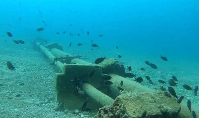 Kızıldeniz'den gelen istilacı balık türleri yönünü Ege denizine çevirdi!