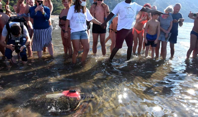 Tedavileri tamamlanan deniz kaplumbağaları denize bırakıldı!