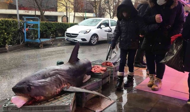Dev köpek balığına yoğun ilgi!
