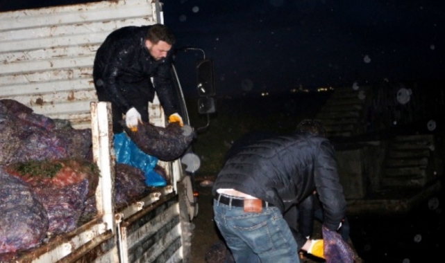 Yalova'da 8 ton kaçak avlanan midye denize bırakıldı
