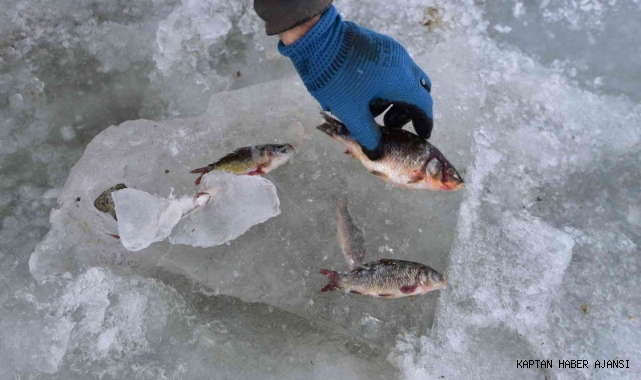 Göldeki balıklar suyla beraber dondu